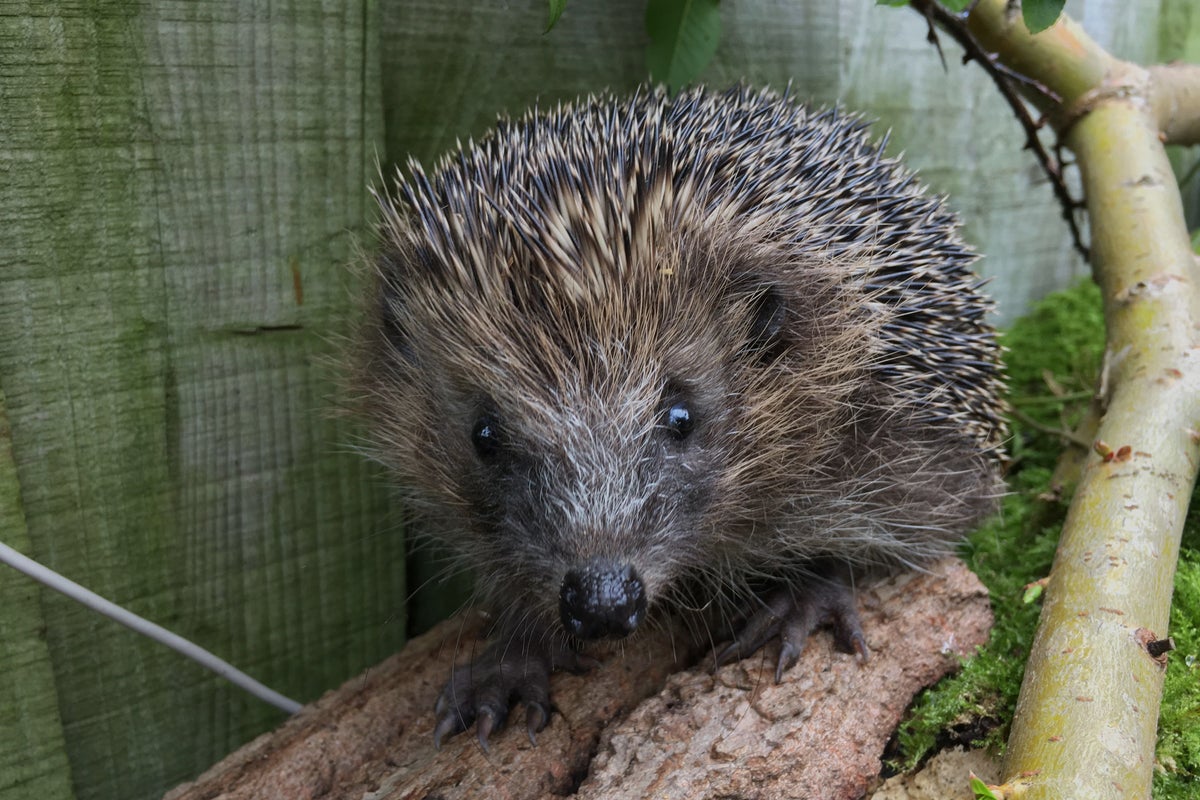 Ultrasound waves could help hedgehogs avoid being run over by cars