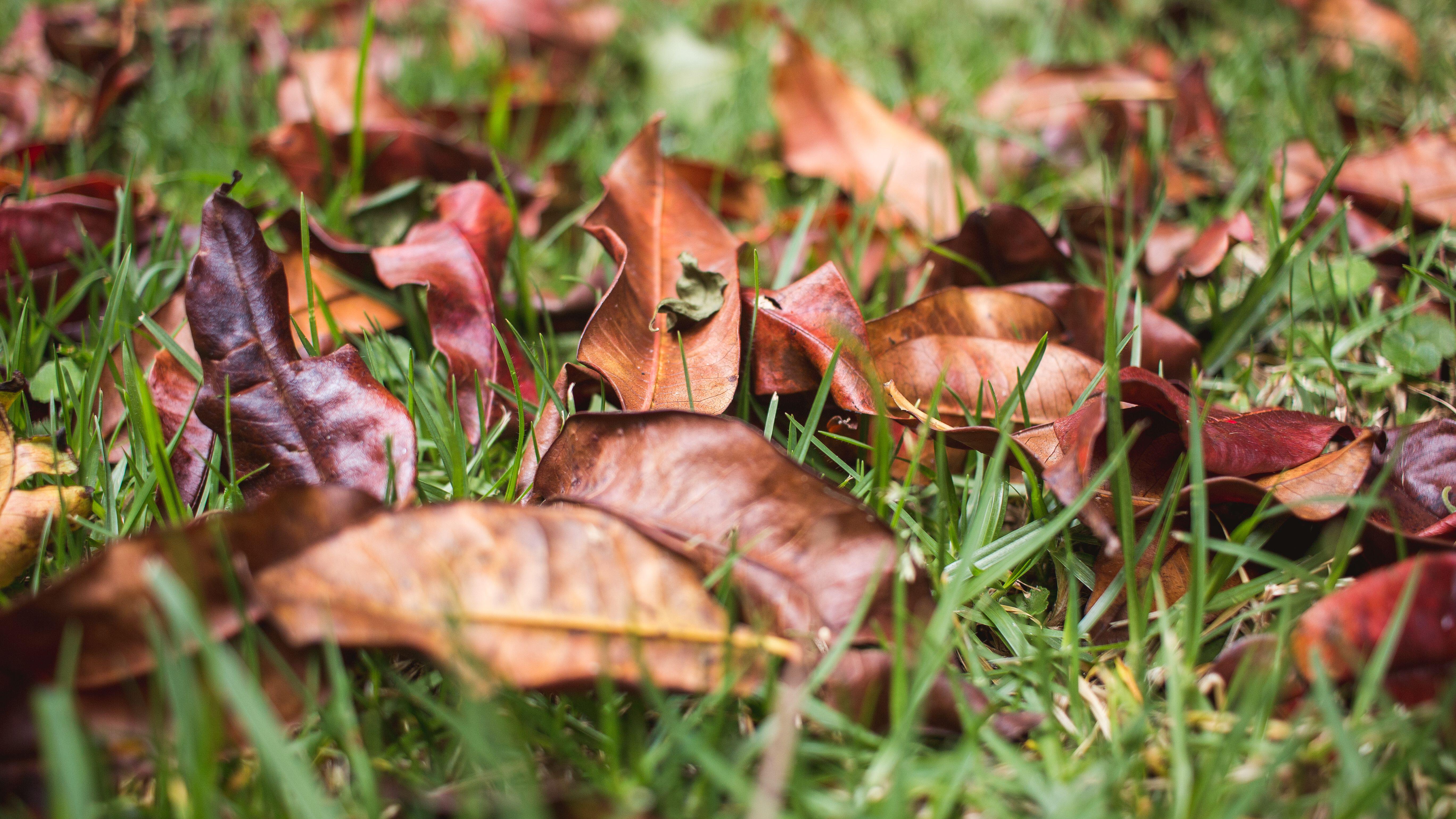 Leaf litter on the grass