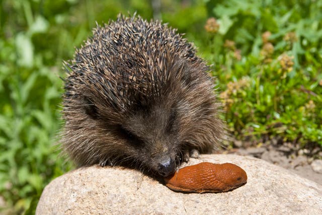 <p>A hedgehog eating a slug (Alamy/PA)
</p>