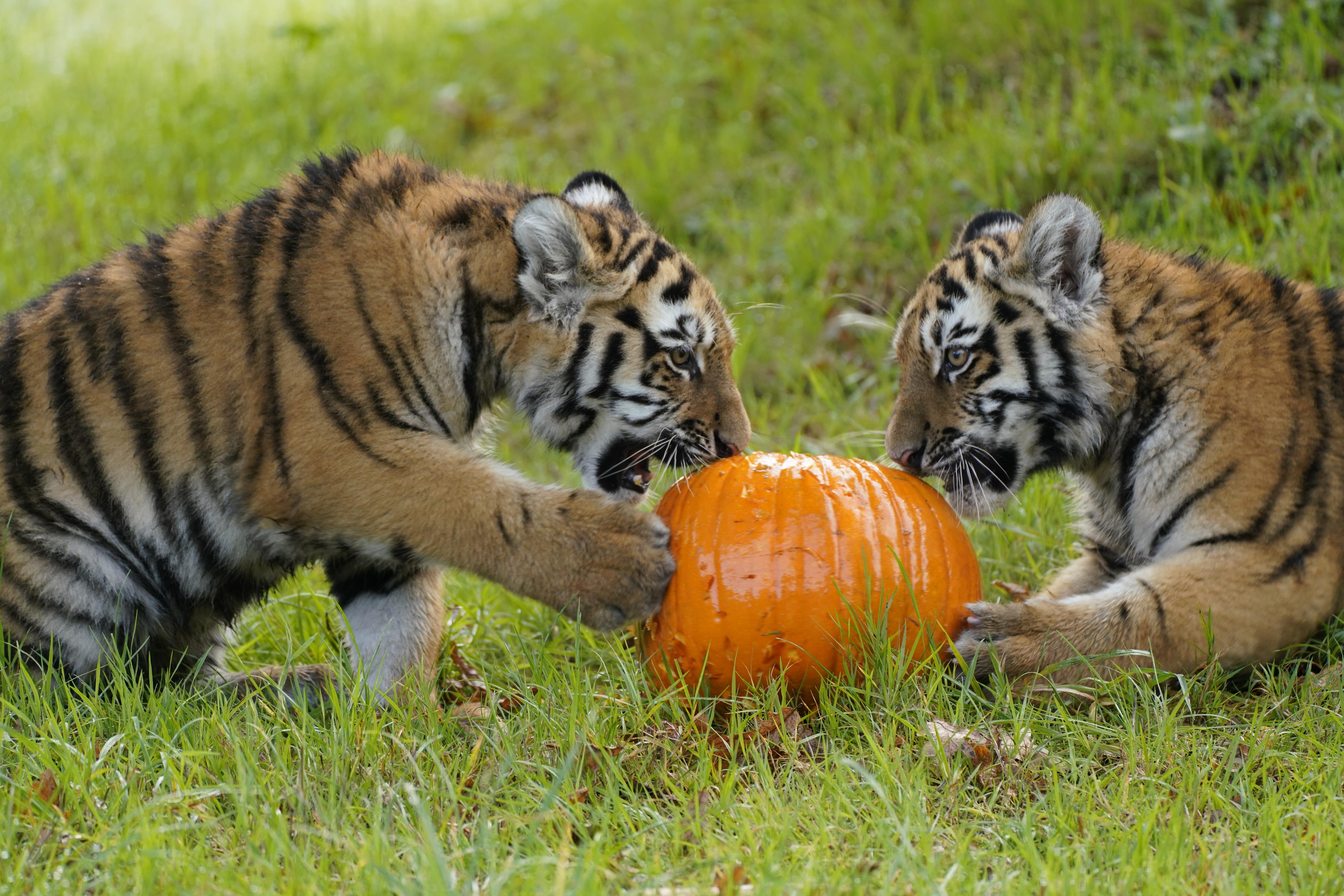 Rare Amur tiger cubs enjoying a pumpkin at Longleat Safari Park (PA)