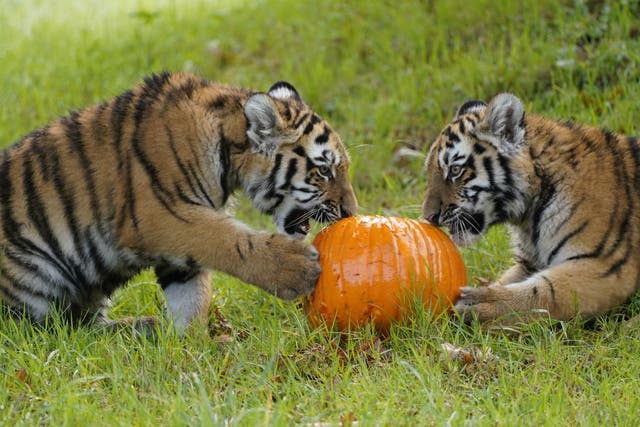 Rare Amur tiger cubs enjoying a pumpkin at Longleat Safari Park (PA)