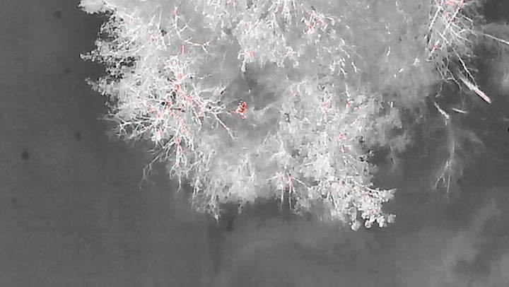 <p>Bungling thief tries to escape police by swimming through lake to reach ‘desert’ island.</p>