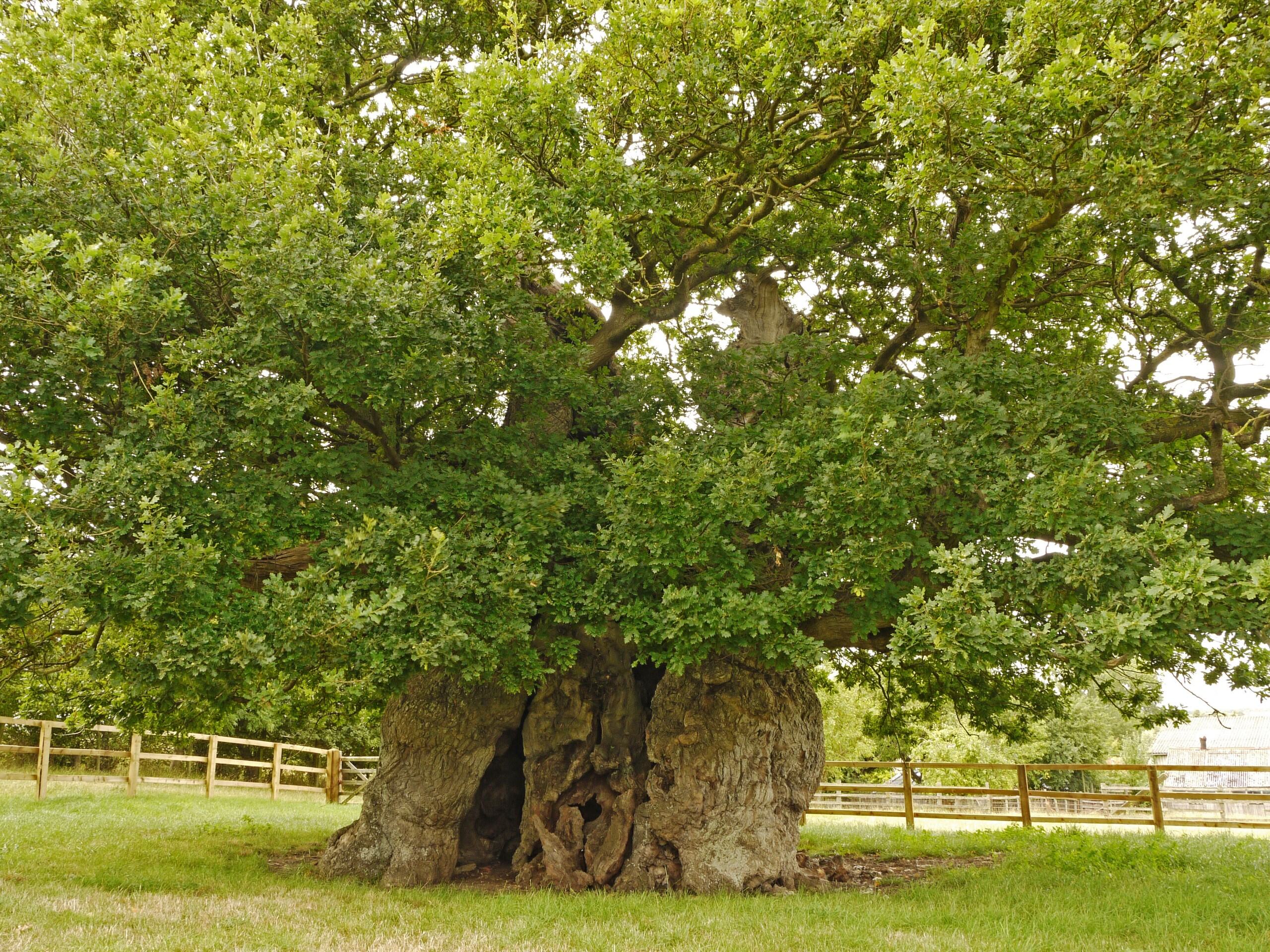 The Bowthorpe Oak came third in the competition (Woodland Trust/PA)