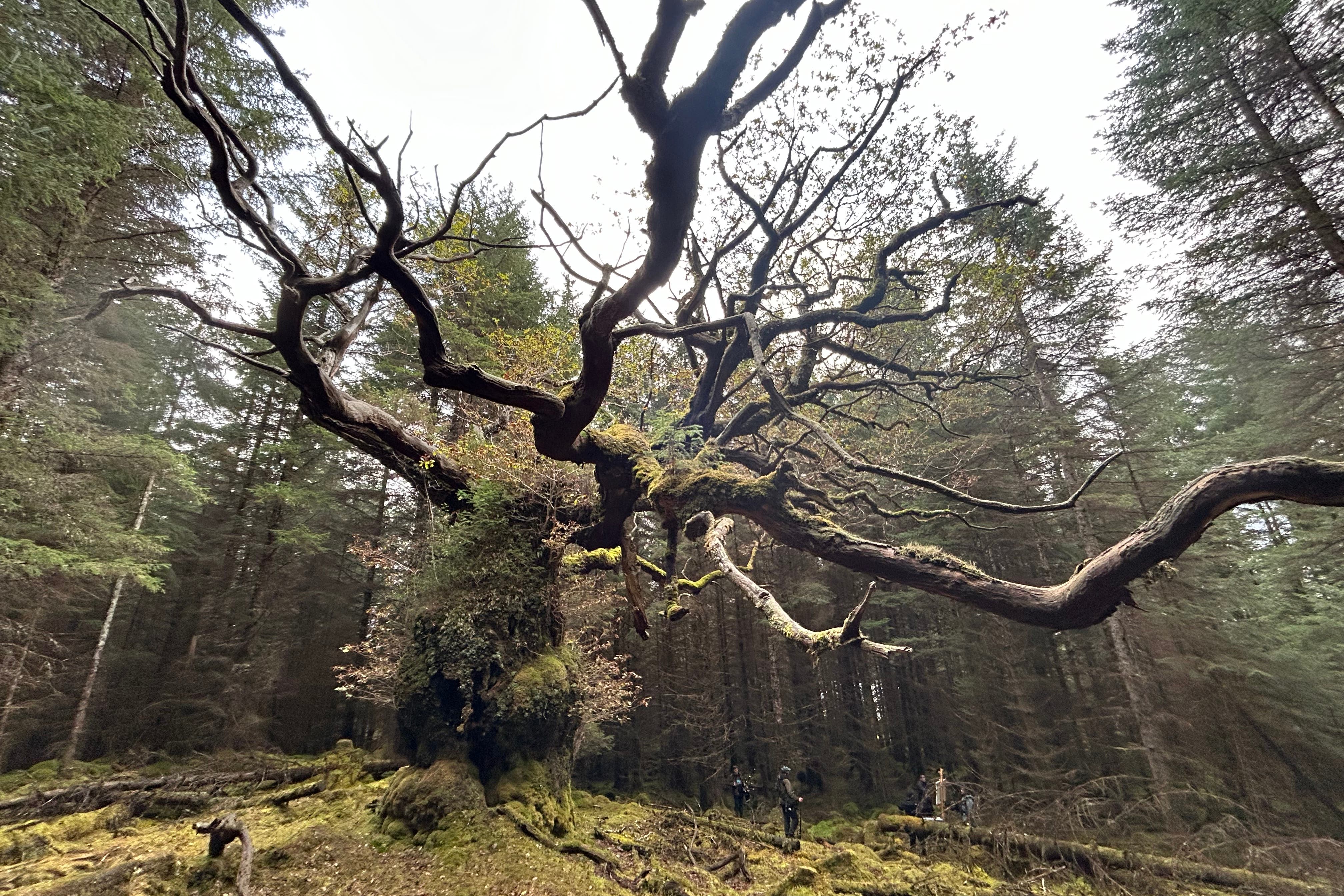 The Skipinnish Oak has been named Tree of the Year (Woodland Trust/PA)