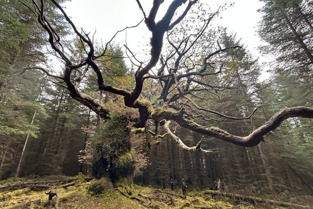 The Skipinnish Oak has been named Tree of the Year (Woodland Trust/PA)