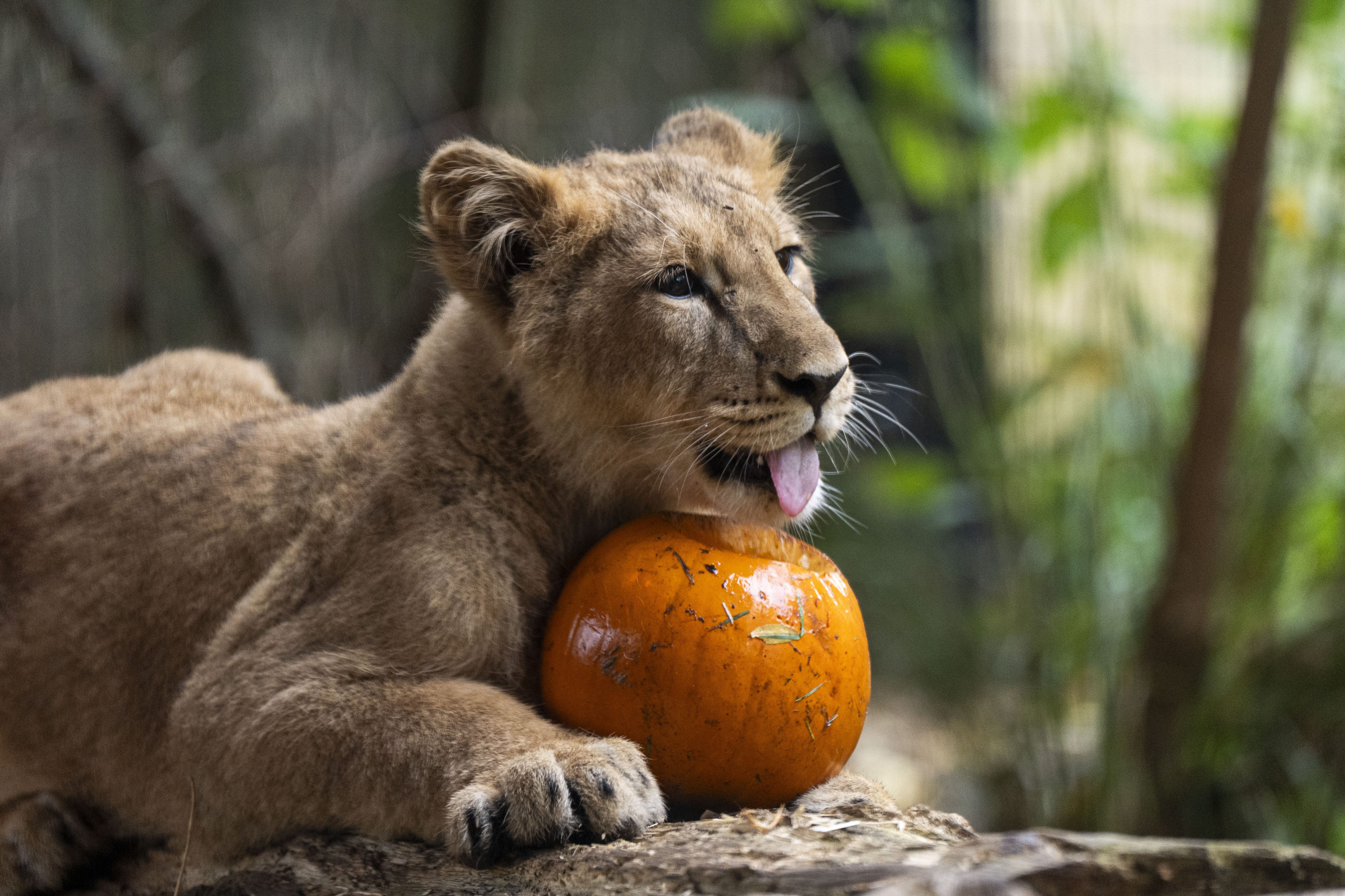 A seven-month-old Asiatic lion cub at London Zoo enjoying a pumpkin as they get into the Halloween spirit (Ben Whitley/PA)