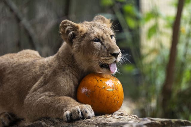 A seven-month-old Asiatic lion cub at London Zoo enjoying a pumpkin as they get into the Halloween spirit (Ben Whitley/PA)