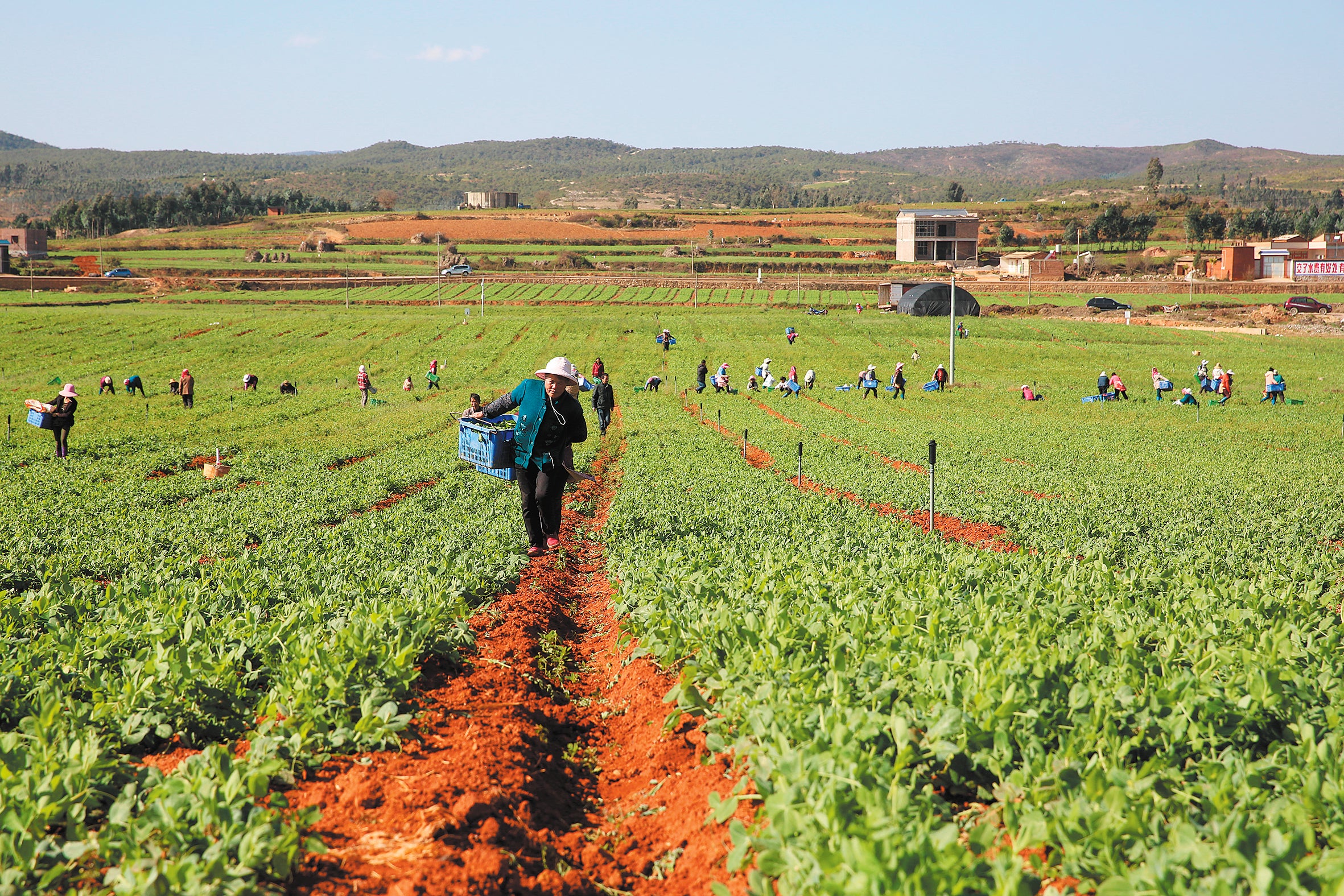 Farmers harvest vegetables at a field irrigated through the Bingjian area project in Yuanmou, Yunnan province