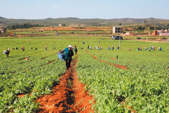 <p>Farmers harvest vegetables at a field irrigated through the Bingjian area project in Yuanmou, Yunnan province</p>