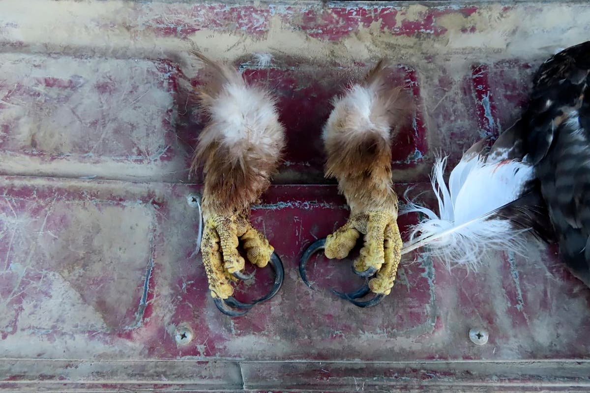Washington Man Sentenced for Eagle Trafficking
