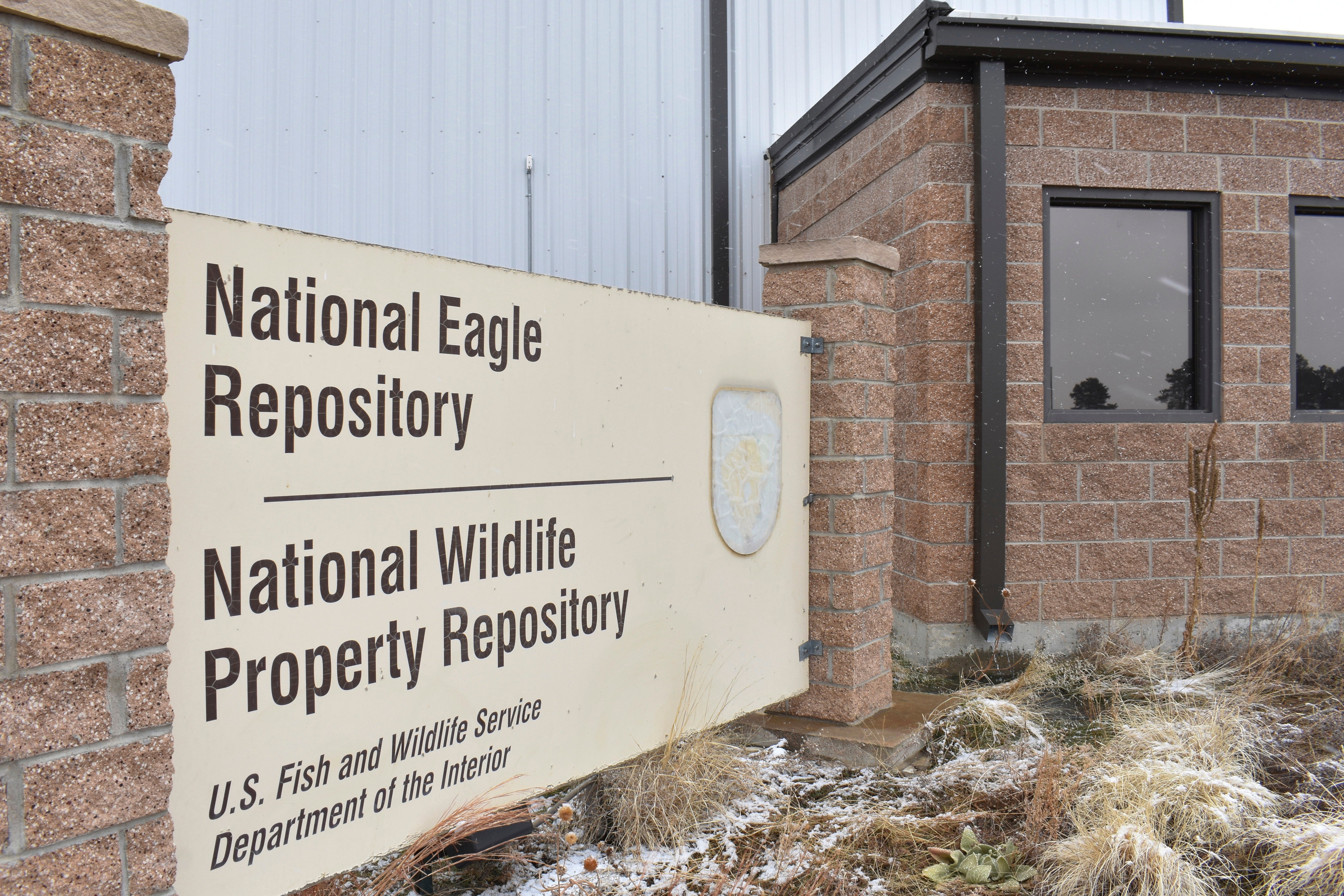 Eagles Killed-Black Market