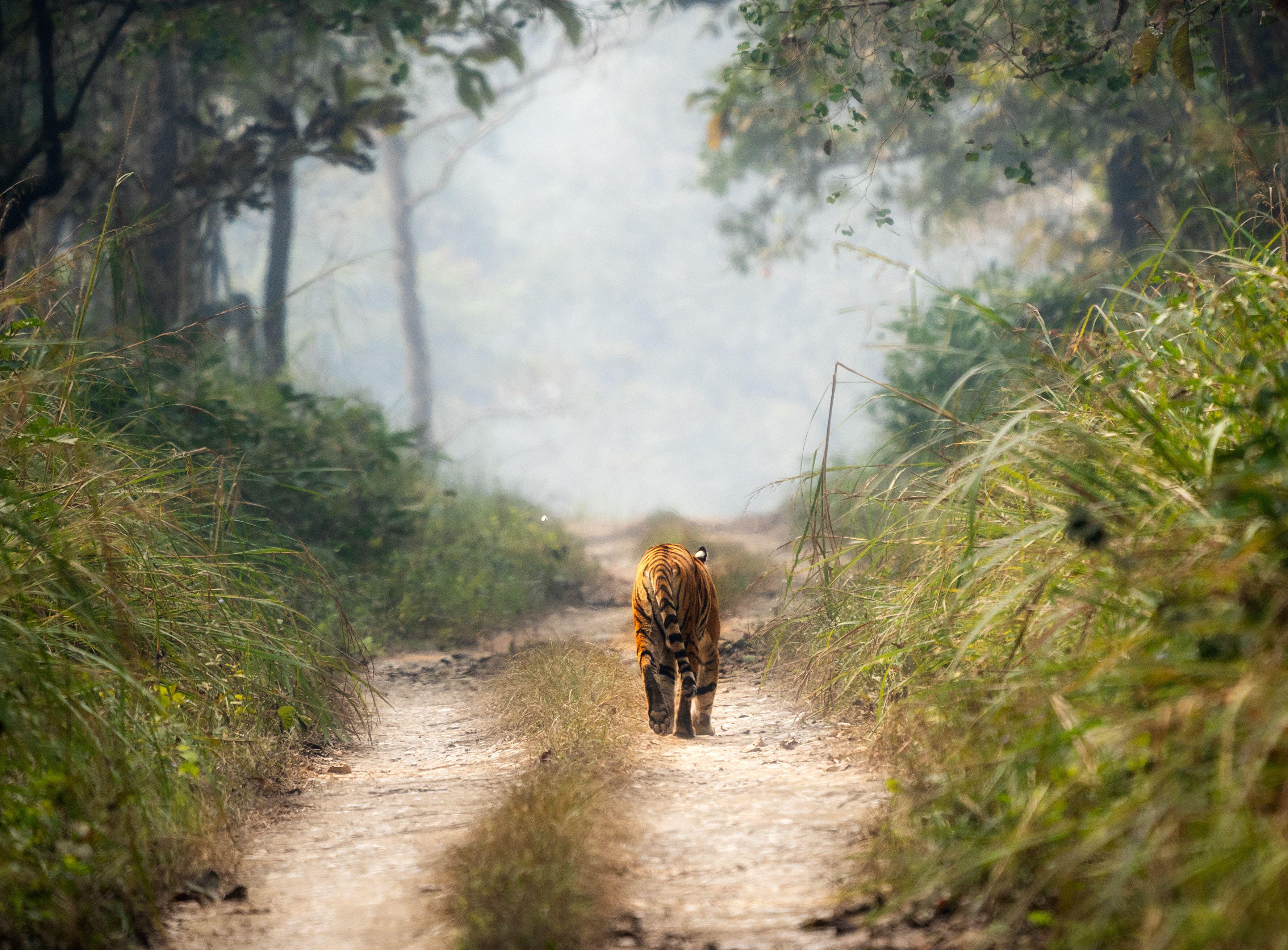 Um tigre de Bengala caminhando em uma estrada de terra no Parque Nacional de Chitwan, no Nepal