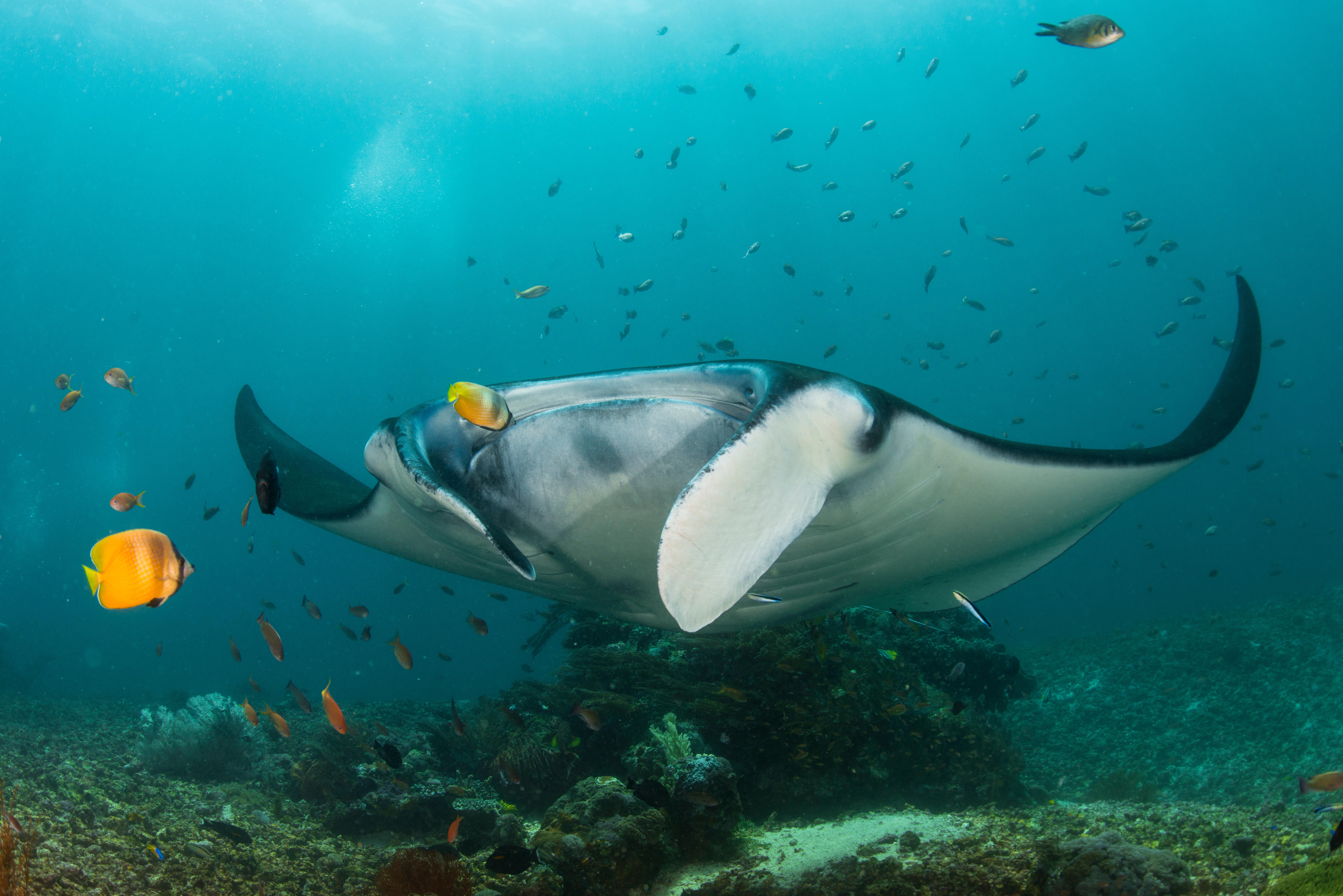 Uma arraia manta de recife no Parque Nacional de Komodo