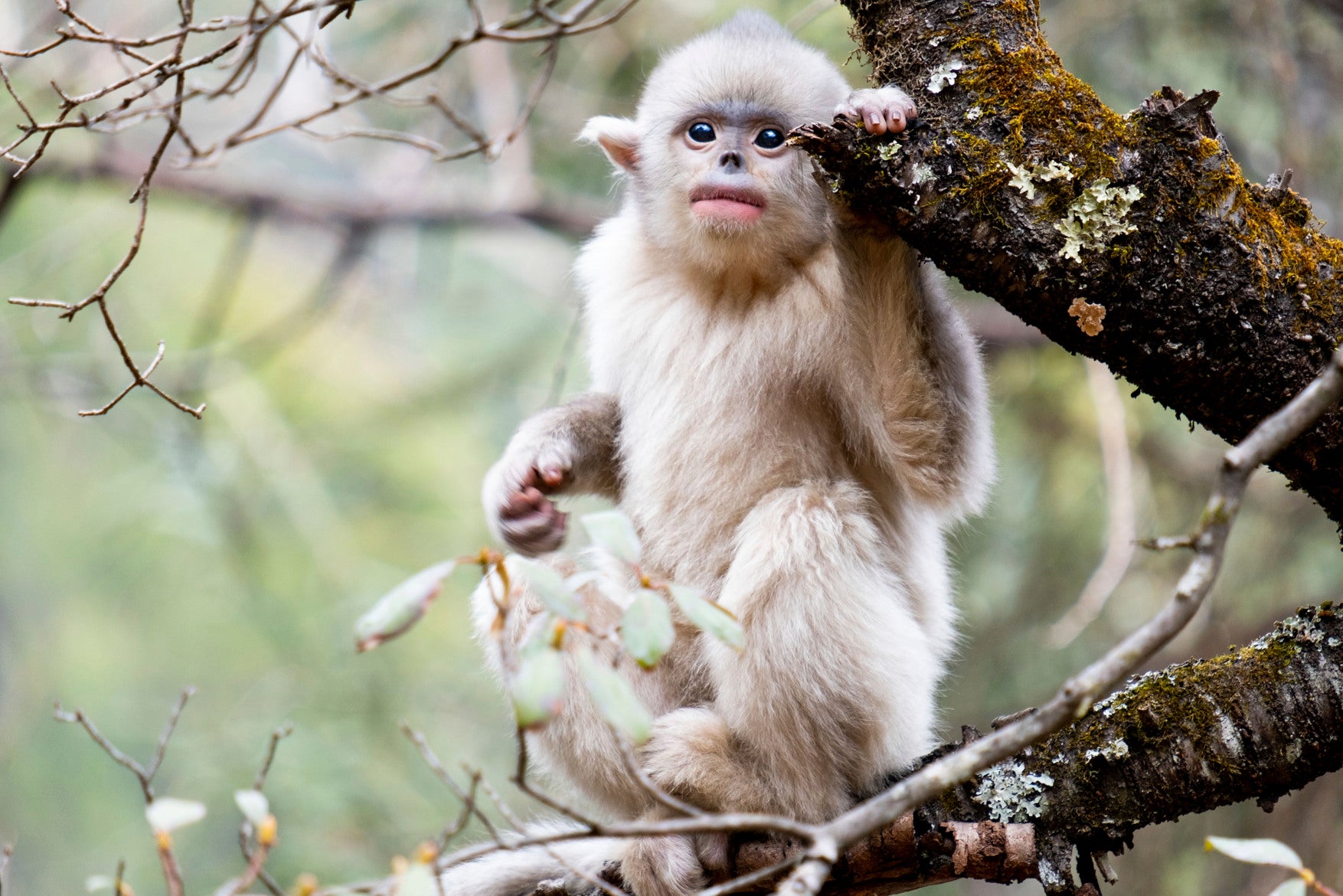 Um jovem macaco de nariz arrebitado de Yunnan