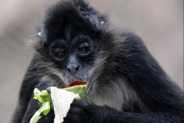 <p>Spider monkeys have been found to routinely seek out fruit ripe enough to contain ethanol</p>