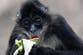 Study finds spider monkeys share ‘insider knowledge’ about this key aspect of life