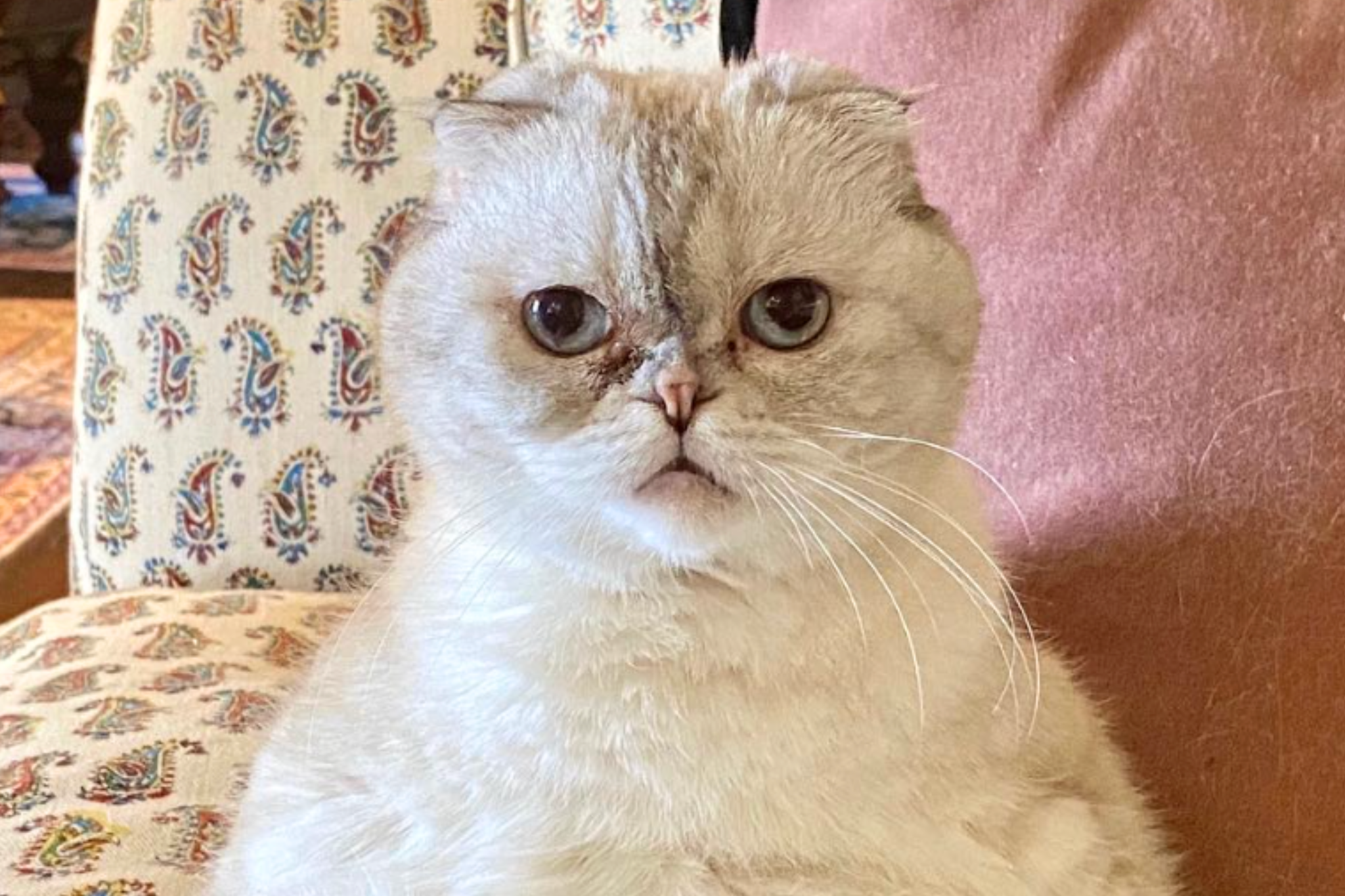 <p>Taylor Swift’s cat Olivia Benson </p>