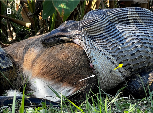 <p>A Burmese Python eating a white-tail deer in southern Florida. Now, biologists are warning that giant snakes are eating animals whole in the state </p>