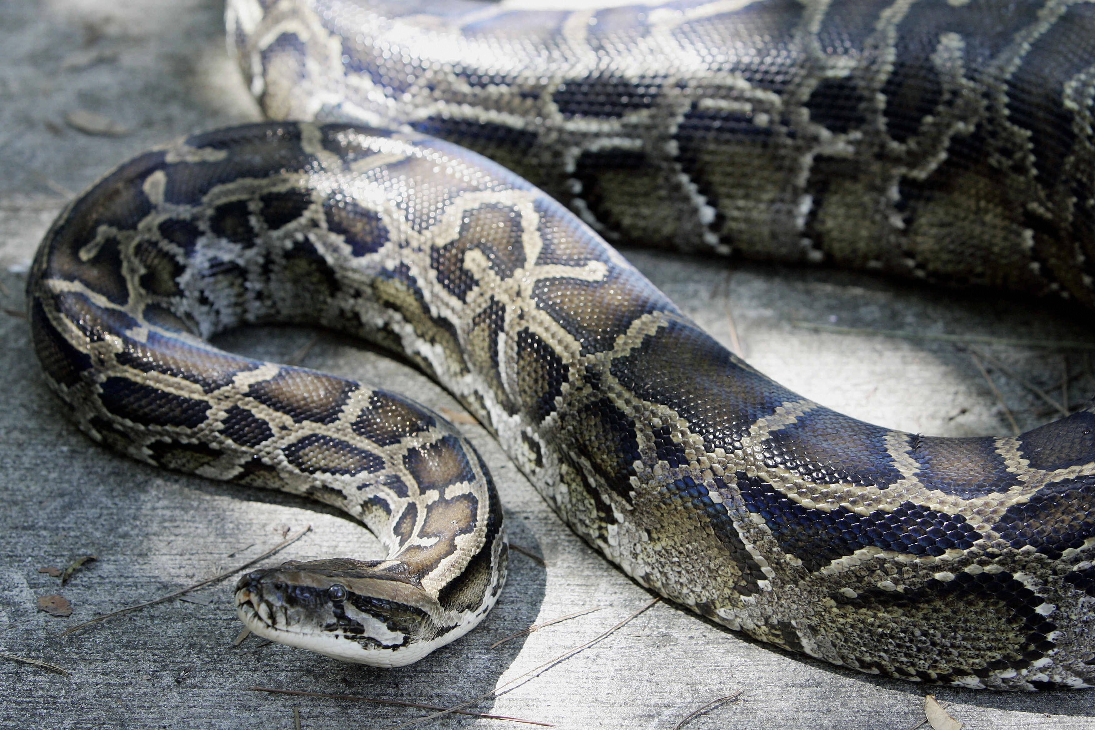 According to the Florida Fish and Wildlife Conservation Commission, Burmese pythons can consume meals equivalent to 100 percent of their body mass and are known to consume mammals, birds and reptiles