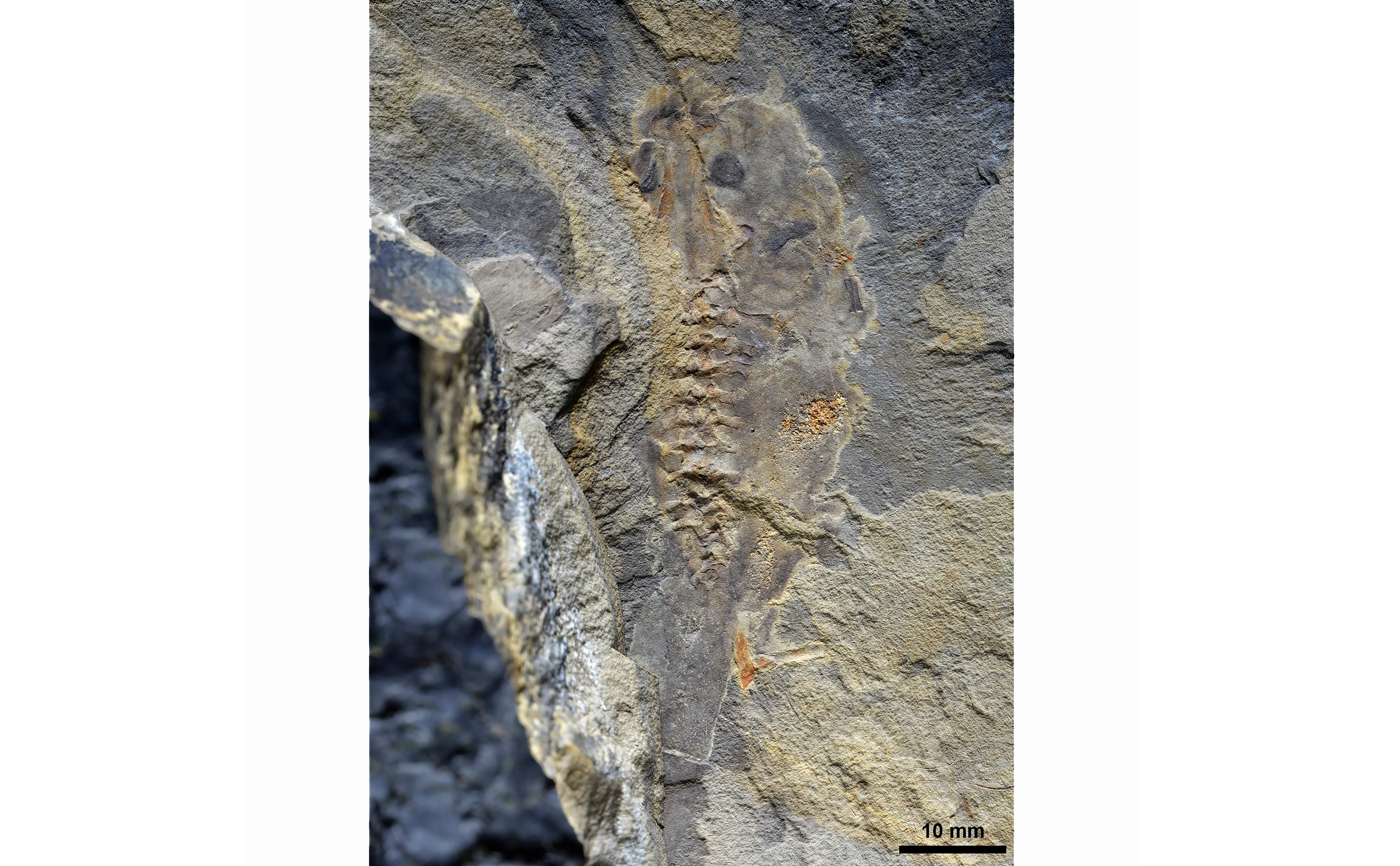 The oldest-known tadpole fossil found in Patagonia, Argentina.