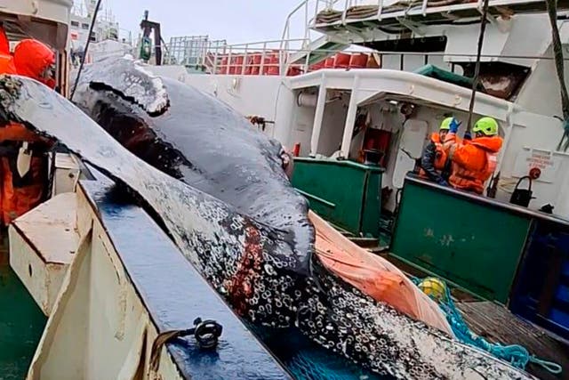 Antarctica-Whale Deaths