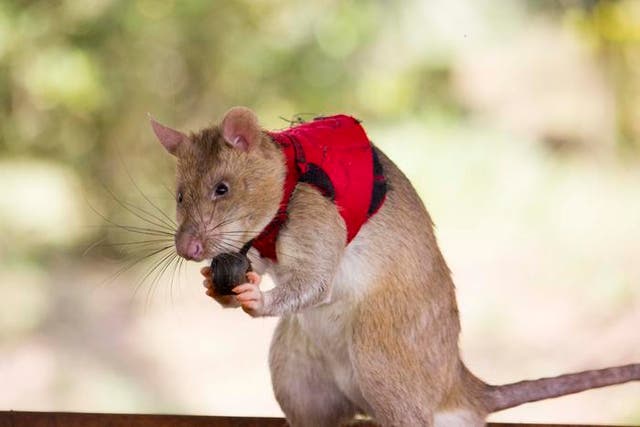 <p>In real life settings, rats will be able to pull a small ball attached at the chest of their vest, which emits a beeping sound. This way rats will be able to alert their handlers when they detect a target.</p>