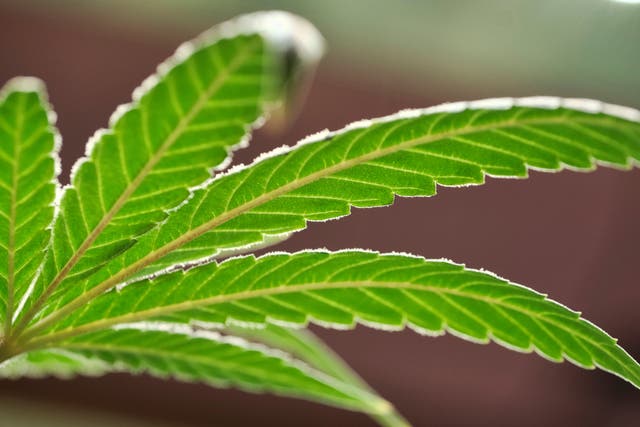 <p>Marijuana leaf</p>