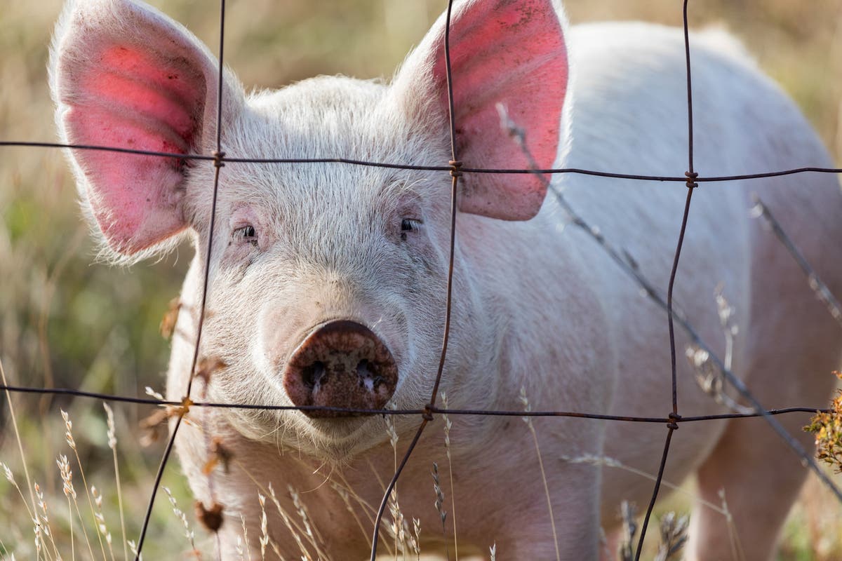 The first case of bird flu has been found in a pig at an Oregon farm