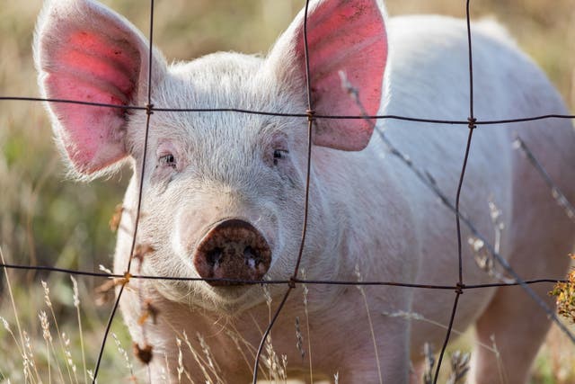 <p>A pig looks through a wire fence on a farm in Oregon. On another farm, in the state’s Crook County, Department of Agriculture officials said Wednesday the H5N1 bird flu virus has infected a pig there – the first such case in a pig in the US. </p>