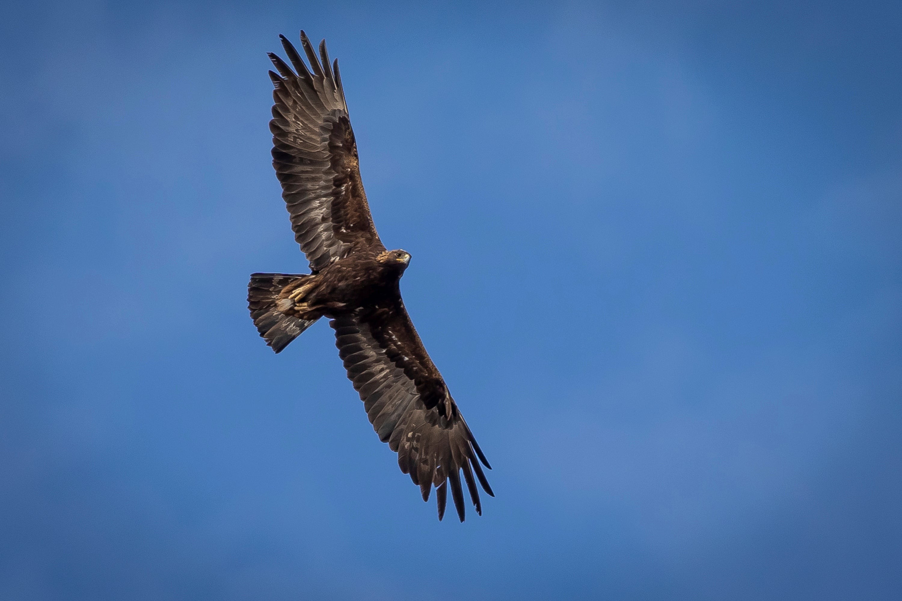 An adult golden eagle circles overhead in a remote area of Box Elder County, Utah, May 20, 2021. Travis John Branson of Cusick, Washington, pleaded guilty in March to conspiracy and wildlife trafficking charges for killing a selling Eagle parts