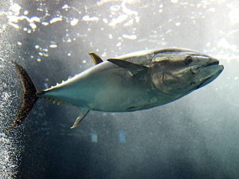 Tuna are high up the food chain so accumulate mercury over time