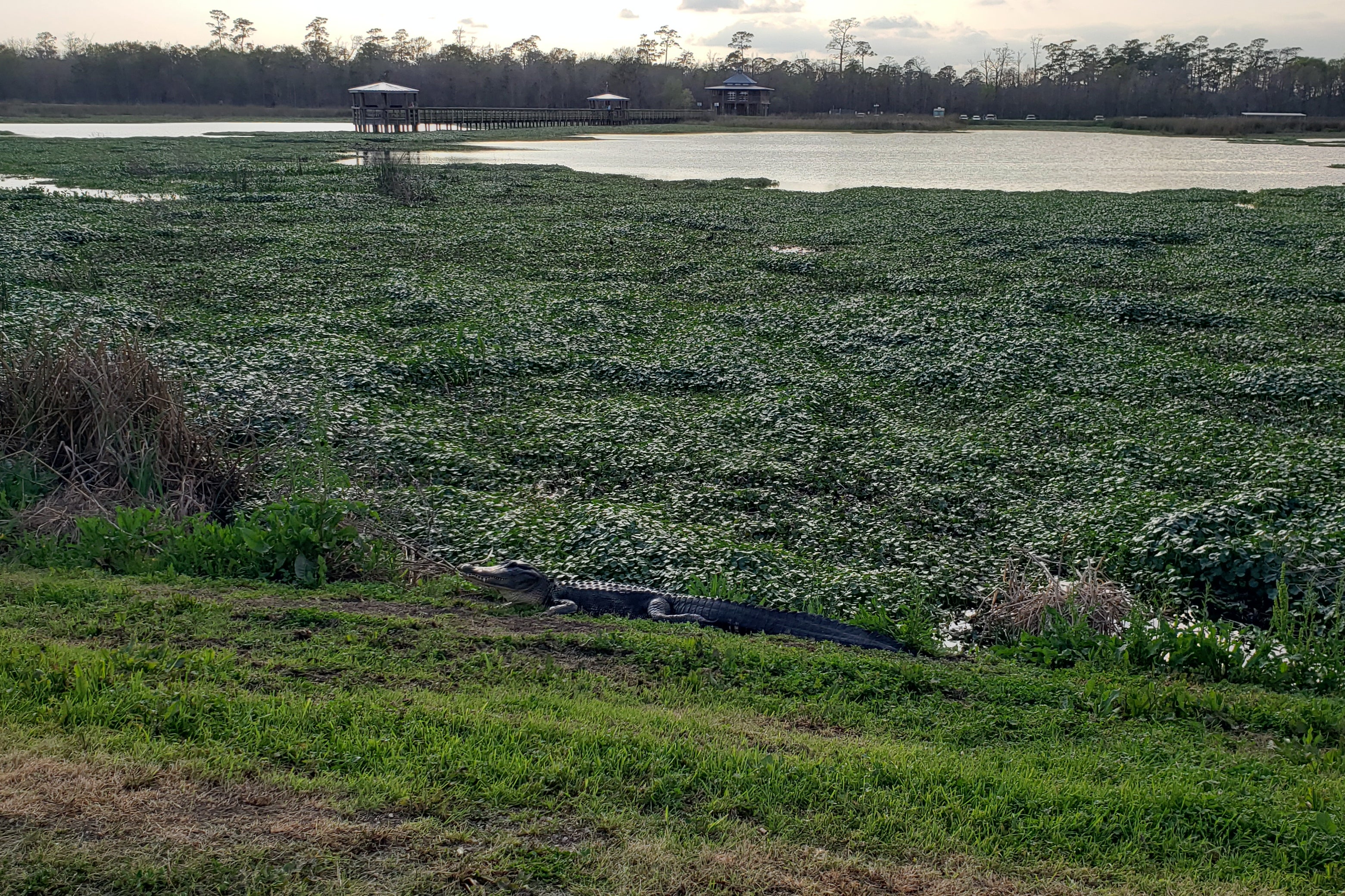 Beware of alligators in the Cattail Marsh Wetlands