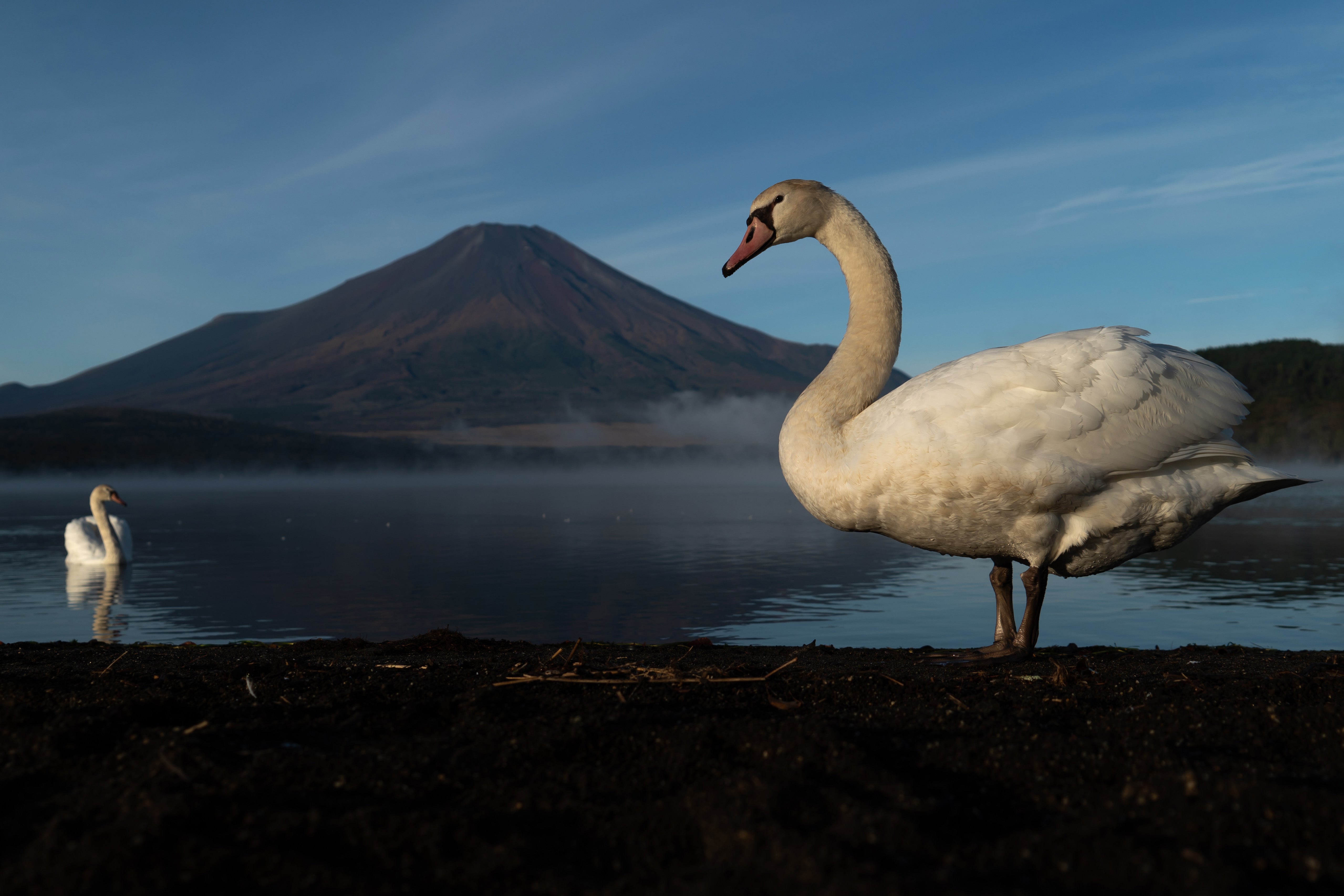 A swan stands on a beach of Lake Yamanakako in front of Mount Fuji on October 31, 2024 in Yamanakako Village, Japan