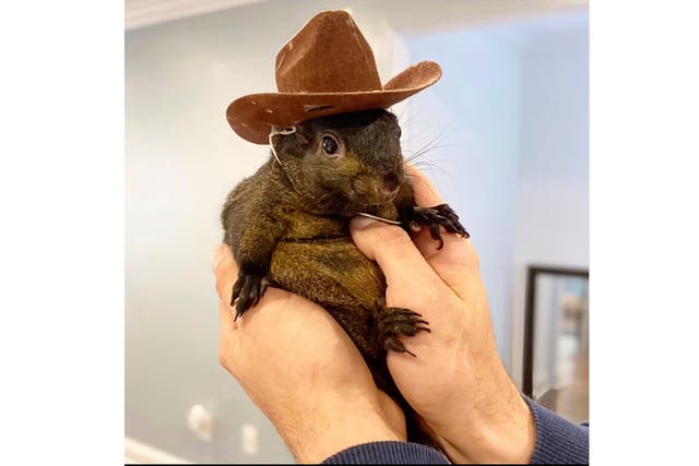 <p>New York officials seized a man’s pet squirrel </p>