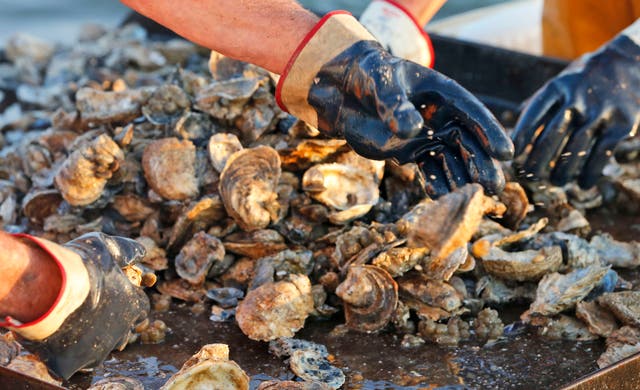 Oyster Season Mississippi