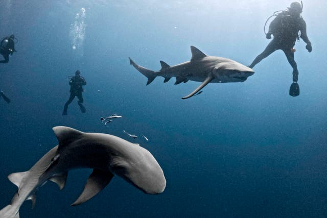 <p>El estado de Florida, EE. UU., registró el año pasado el mayor número de ataques de tiburones del mundo</p>