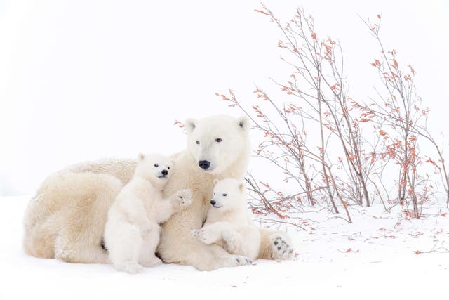 A polar bear mother with two playing cubs (Alamy/PA)