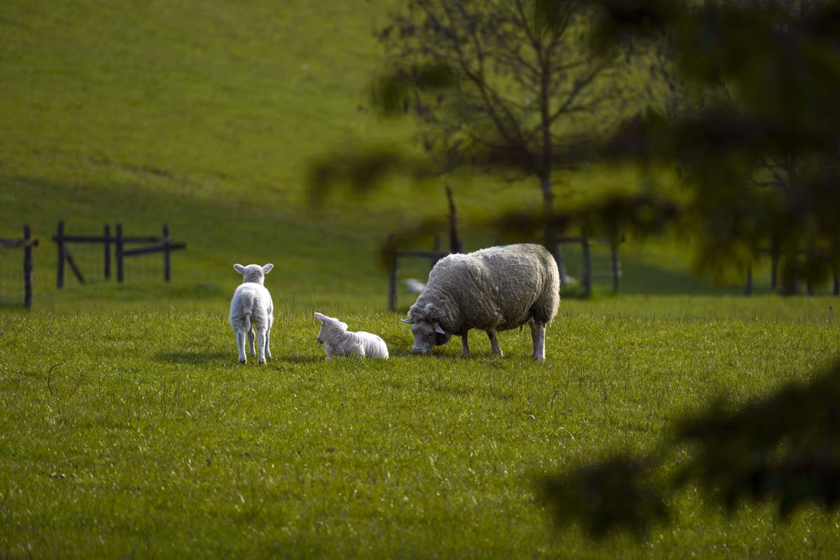 Farmers Criticize UK Budget Inheritance Tax Changes