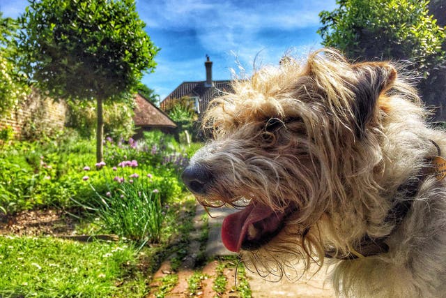 There are things you can do to create a pooch-friendly garden (Alamy/PA)