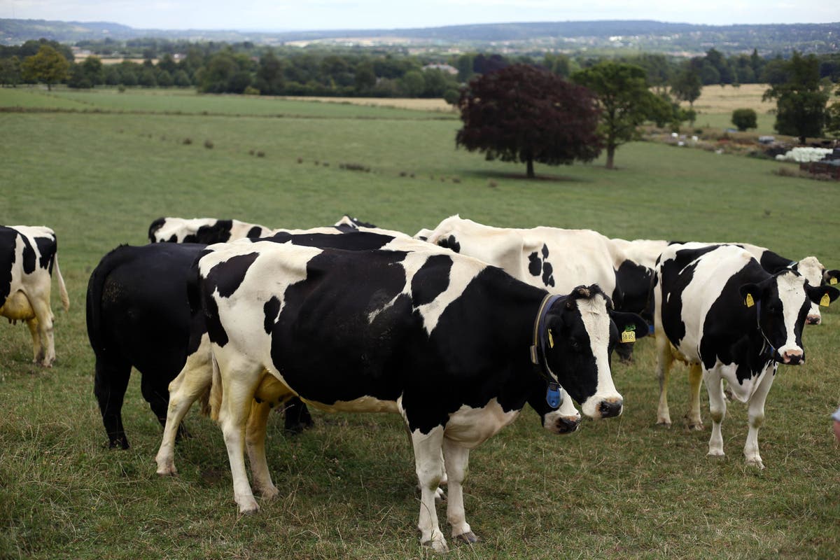 Tension, anger and frustration ‘so tangible’ among farmers after Budget – NFU