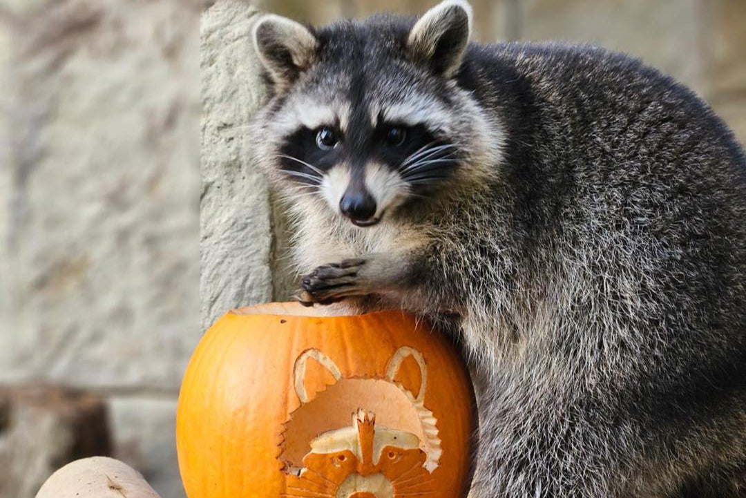 One of the four female raccoons has been found