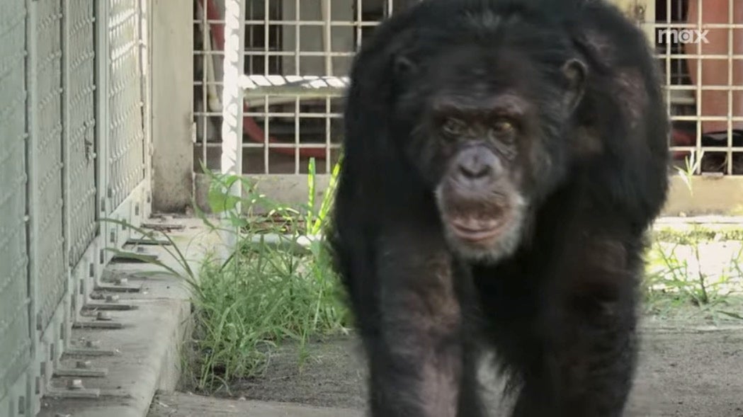 Thirty-three-year-old chimp Tonka was once the star of George and the Jungle