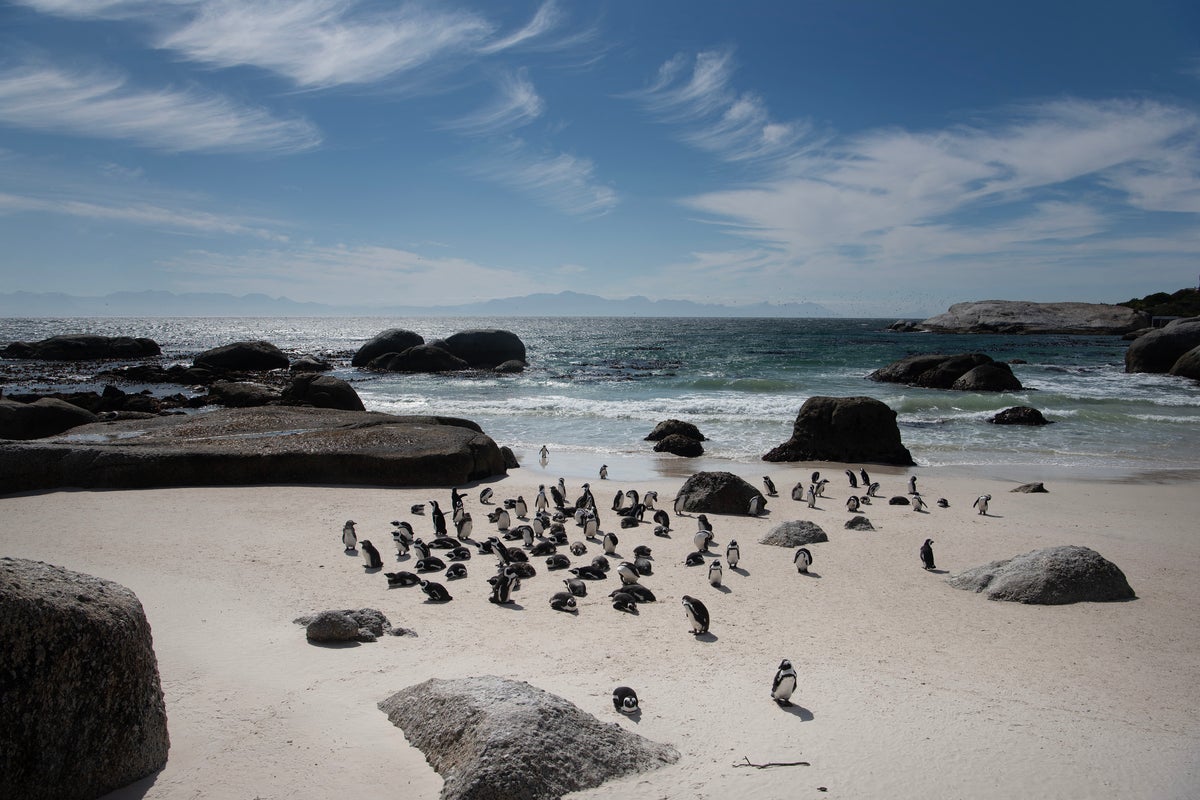 Climate crisis blamed as 60,000 penguins starve to death off South Africa