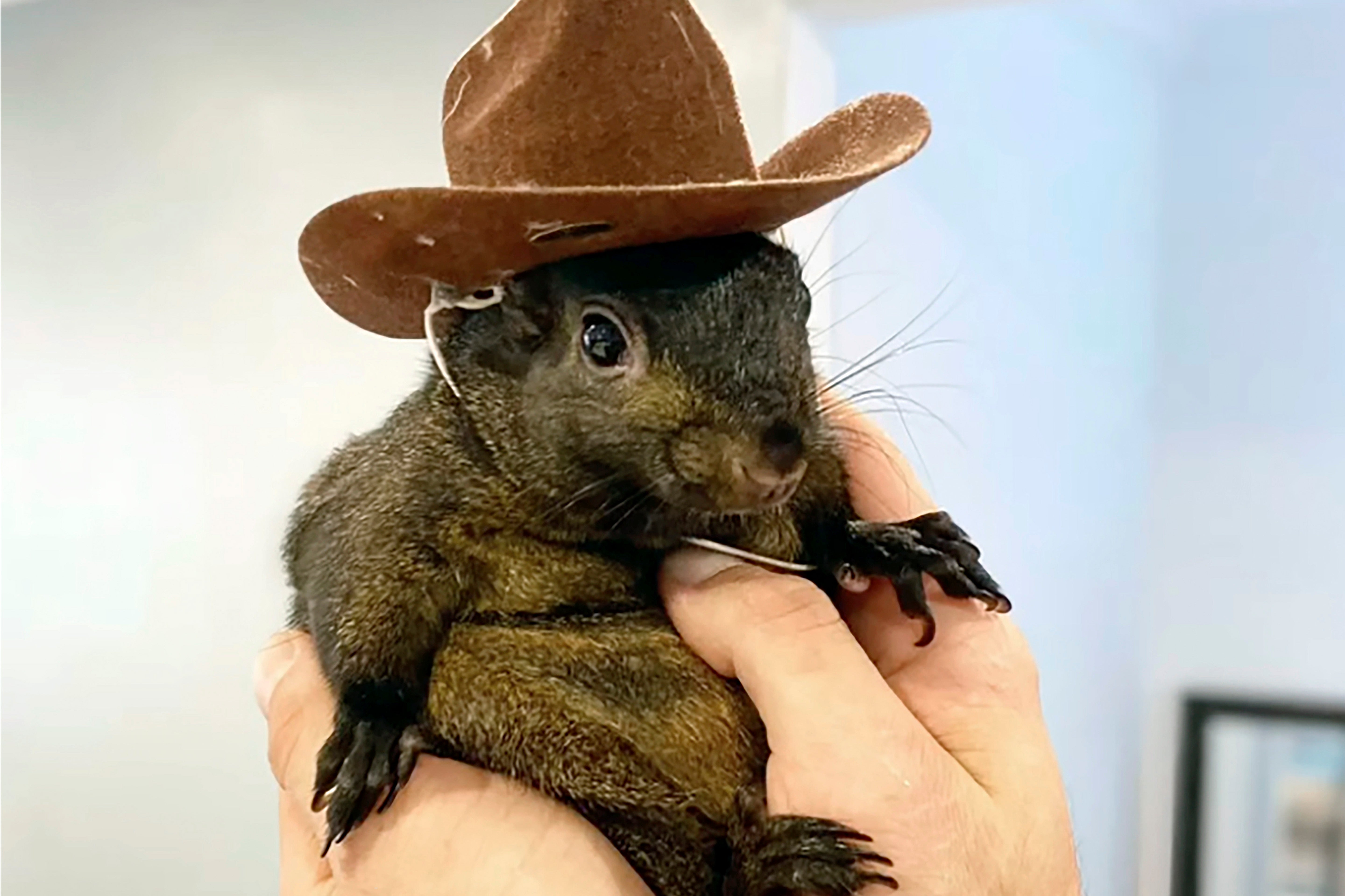 Mark Longo shows his pet squirrel Peanut that was seized by officers from the state Department of Environmental Conservation, at Longo's home in rural Pine City