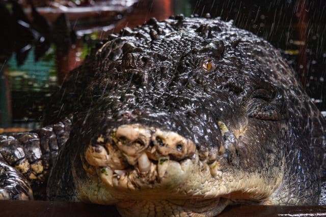 <p>Cassius at Marineland Melanesia on Green Island, Queensland</p>