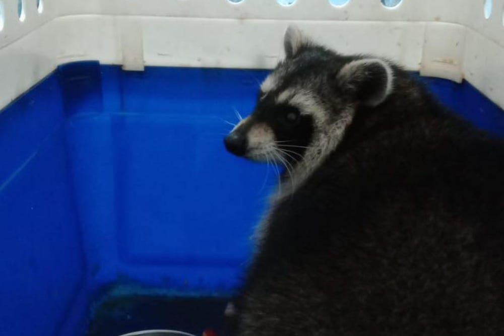 The raccoon disappeared from their enclosure on the Isle of Wight (Amazon World Zoo Park/PA)