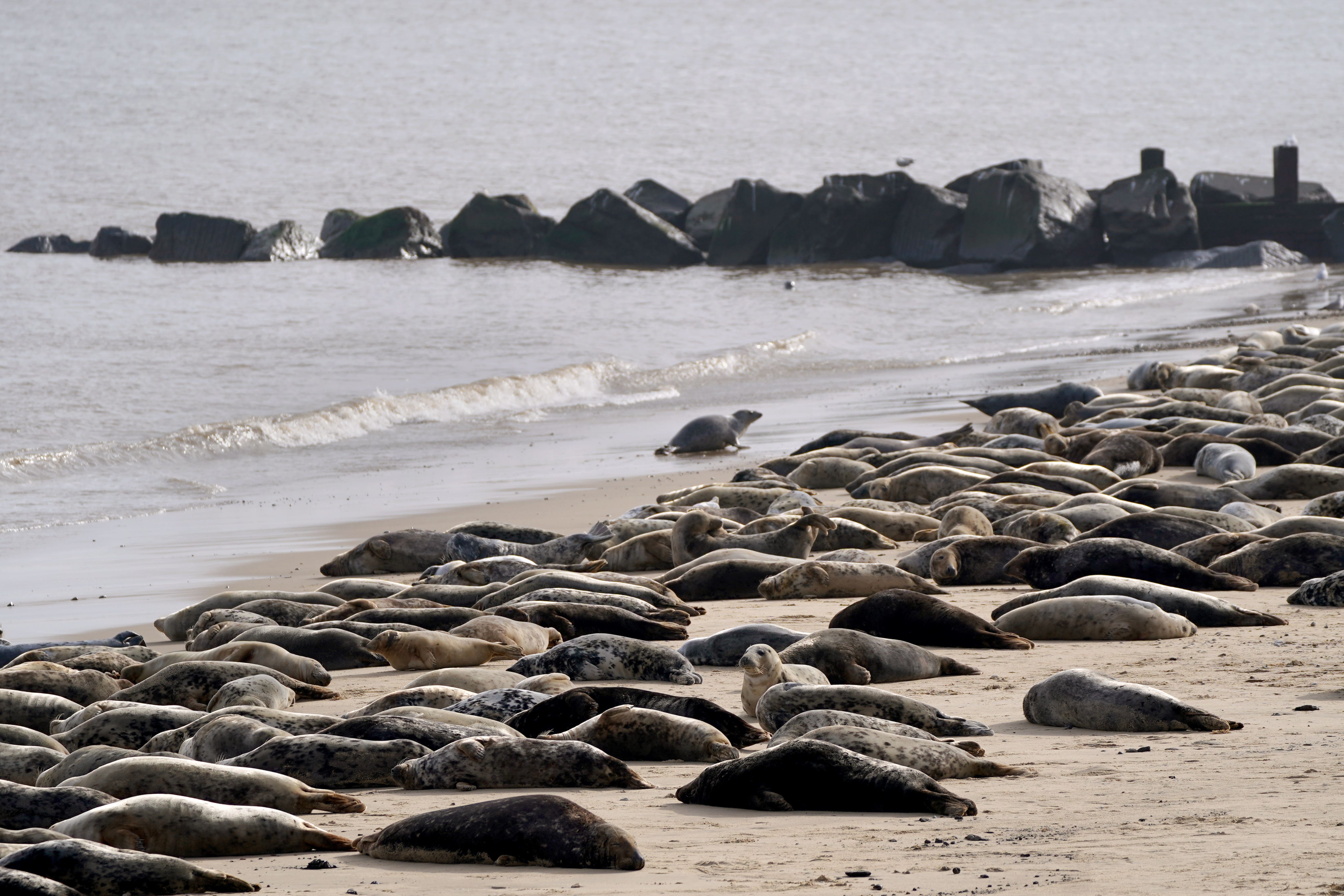 An estimated 2,500 Atlantic grey seals gather every year on Horsey Beach in Norfolk (PA)