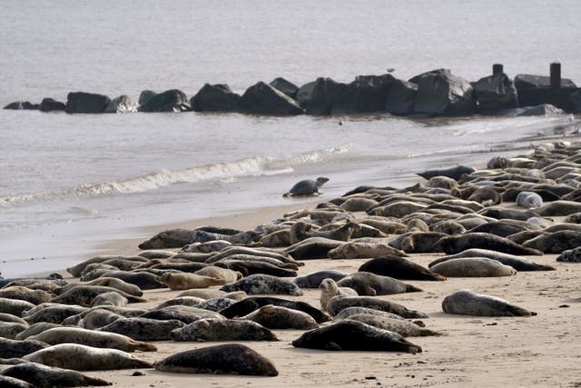 <p>An estimated 2,500 Atlantic grey seals gather every year on Horsey Beach in Norfolk </p>