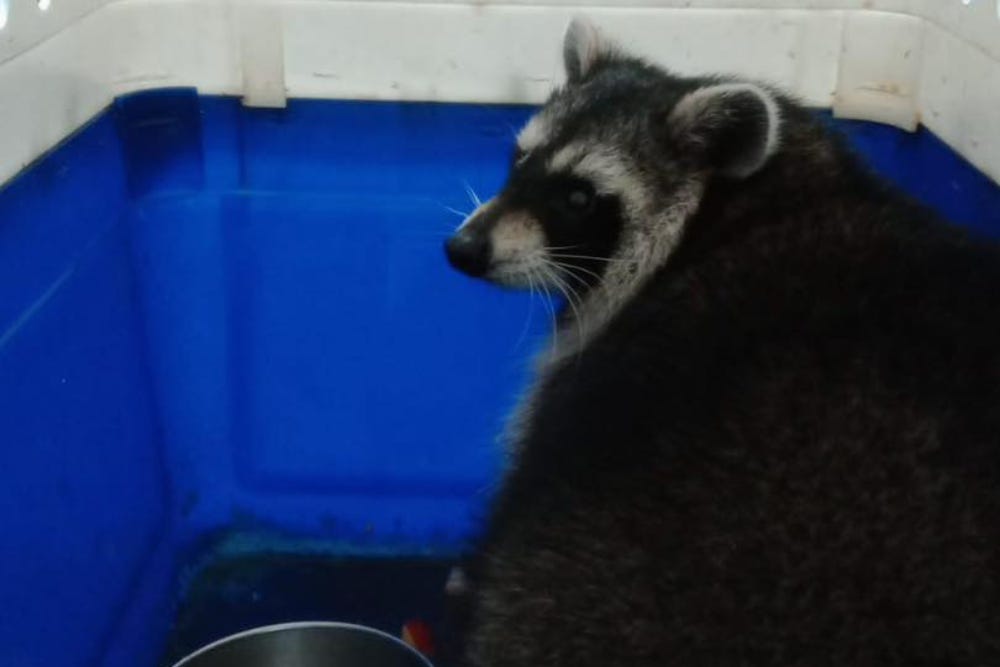 One of four racoons that went missing from the zoo on the Isle of Wight which has been found ‘no worse for wear’ (Amazon World Zoo Park/PA)