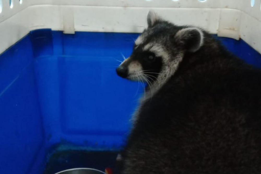 Undated handout photo issued by Amazon World Zoo Park of one of four racoons which went missing (Amazon World Zoo Park/PA)